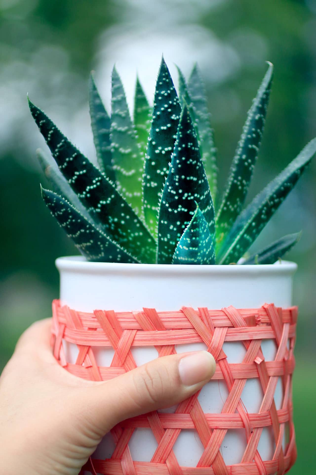 Aloevera plant